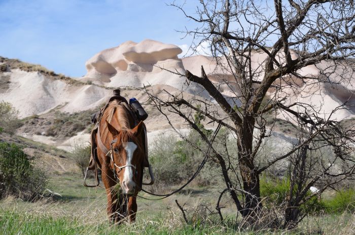 In the land of the beautiful horses