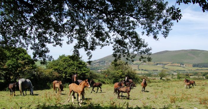 Killarney Reeks Trail