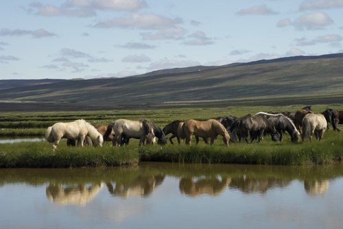 The treasures of Borgarfjördur