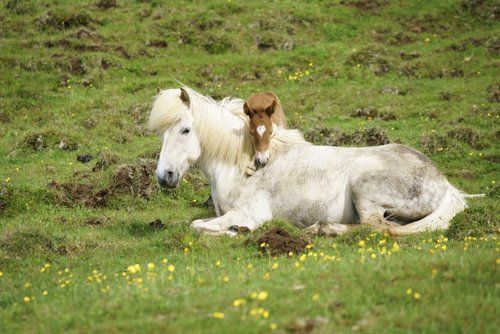 The treasures of Borgarfjördur