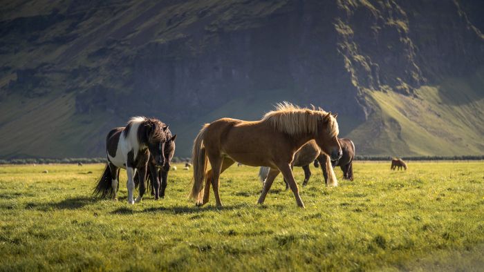 The treasures of Borgarfj&ouml;rdur