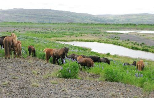 The treasures of Borgarfjördur