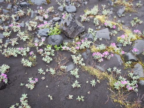 Hekla Wilderness Ride