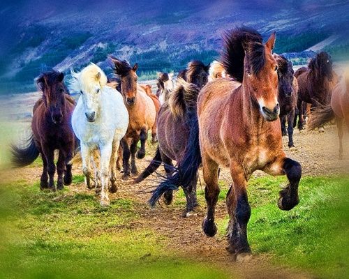 Hekla Wilderness Ride