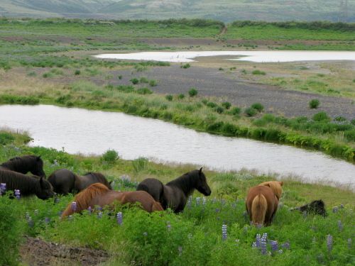 Hekla Wilderness Ride