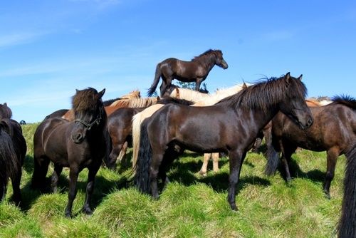Hekla Wilderness Ride