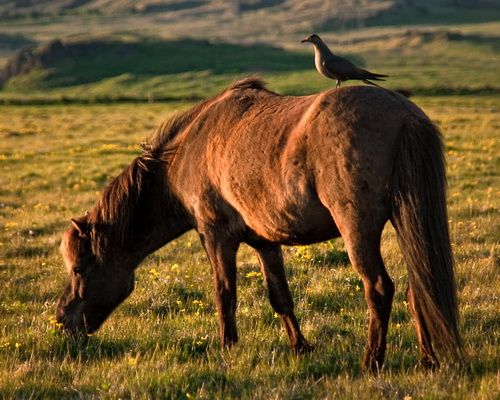Hekla Wilderness Ride