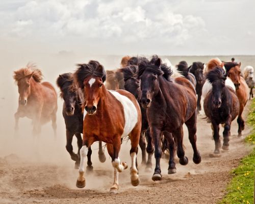 Hekla Wilderness Ride