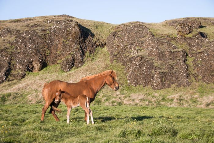 Iceland with Comfort
