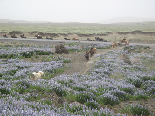 Kjölur Ride