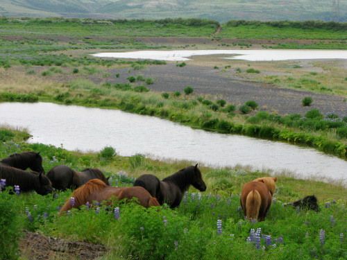 South of Iceland Tour