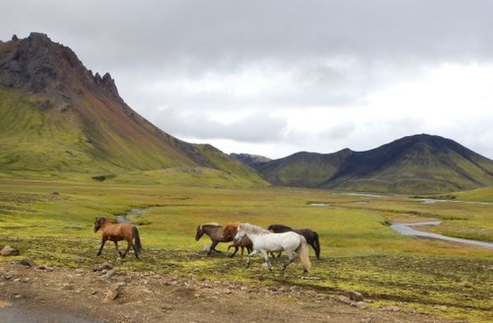Landmannalaugar Ride