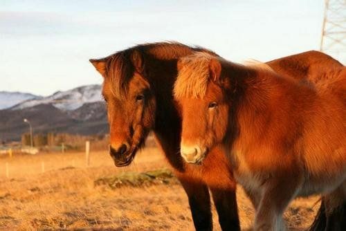 Winter Fun in Iceland