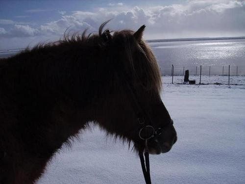 Winter Fun in Iceland