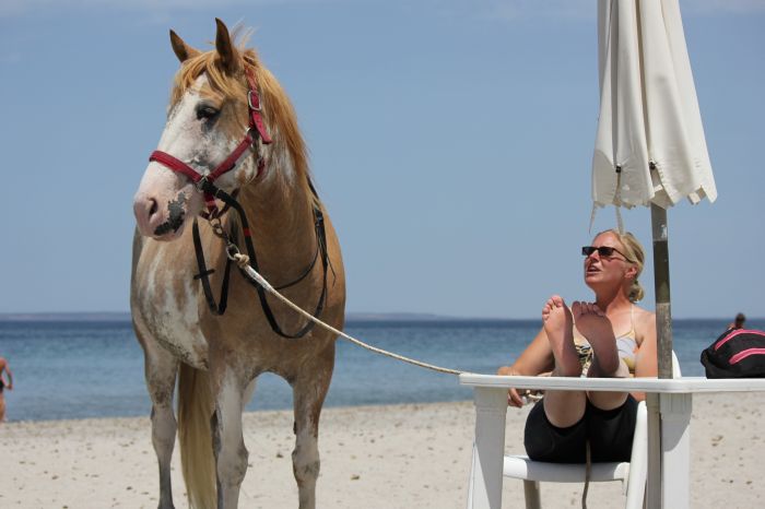 Riding holiday at the beach resort