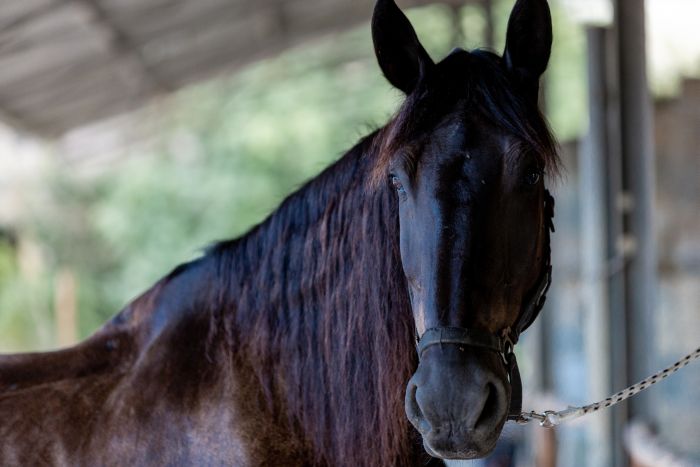 Horse riding and enjoyment in Montalcino