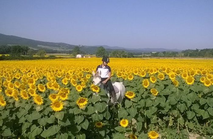 Horse riding and enjoyment in Montalcino