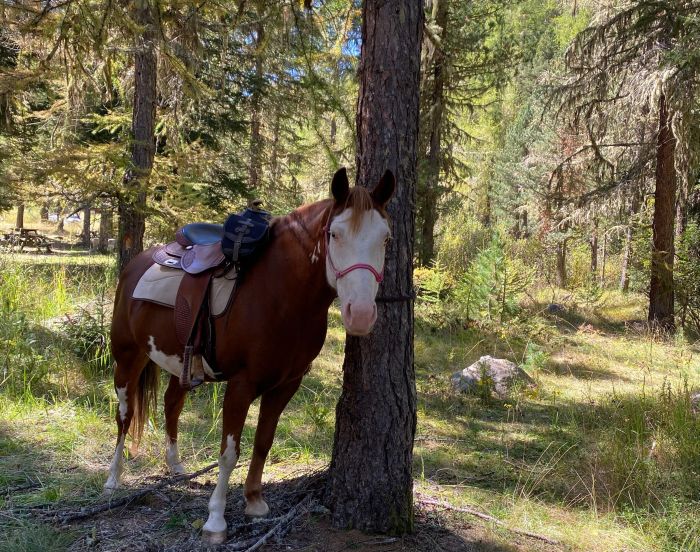 Alpine Rides in South Tyrol