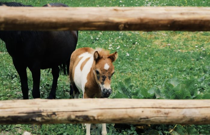 Alpine Rides in South Tyrol