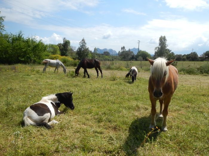 Horsemanship on the Costa Smeralda