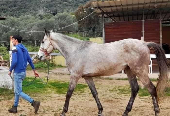 Horsemanship on the Costa Smeralda
