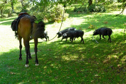 Etna Nature Park Trail with Comfort