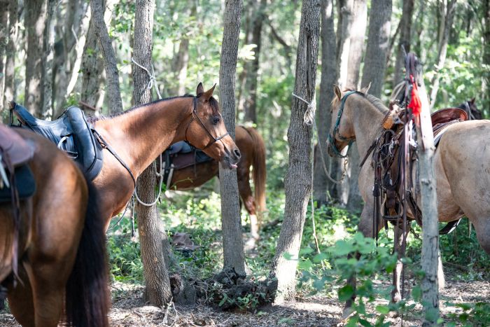 Between sea and Maremma