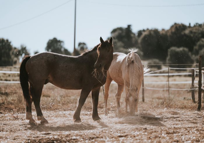 Between sea and Maremma