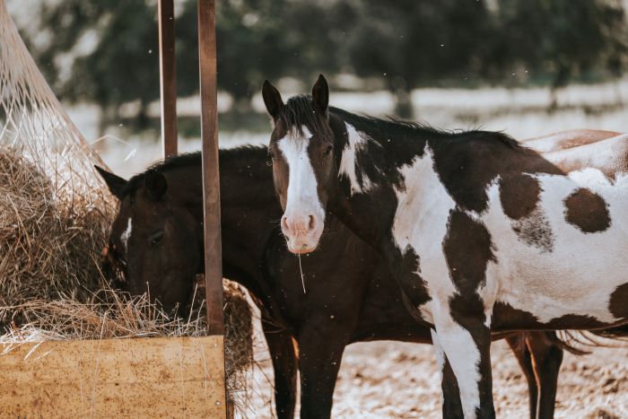 Between sea and Maremma