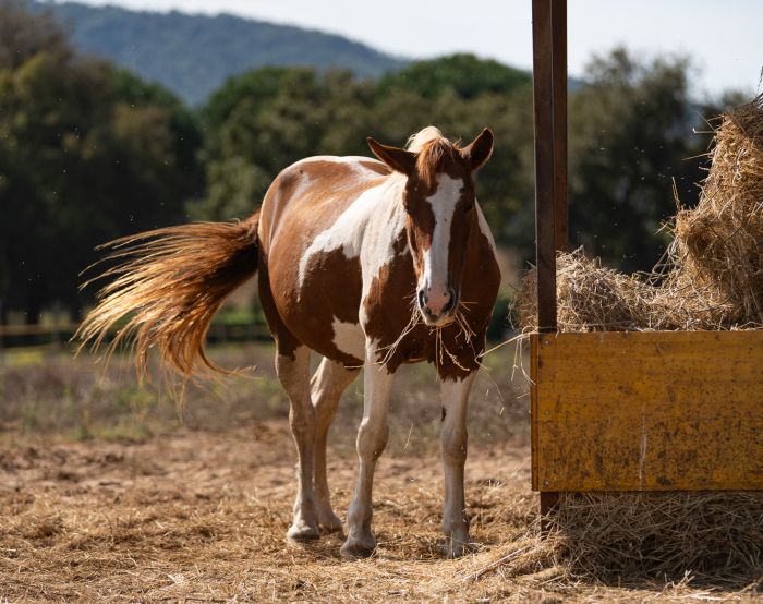 Between sea and Maremma