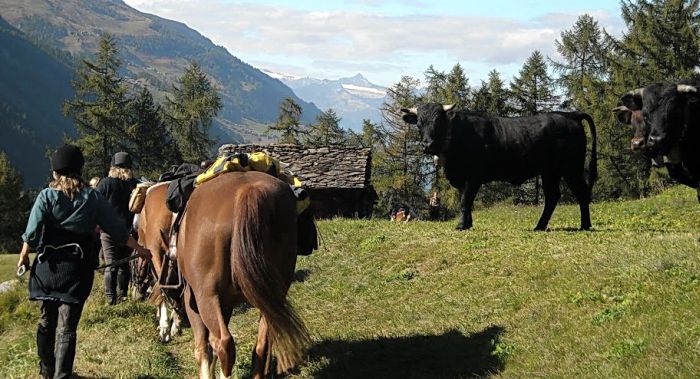 Riding holiday in the Valais Alps