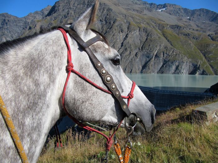 Riding holiday in the Valais Alps