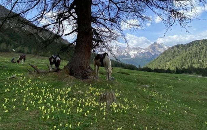 Riding vacation in the Münstertal Graubünden