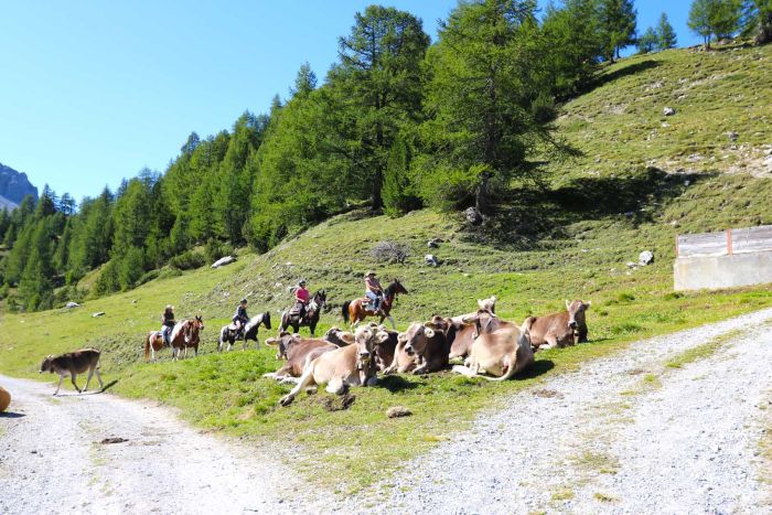 Riding vacation in the Münstertal Graubünden