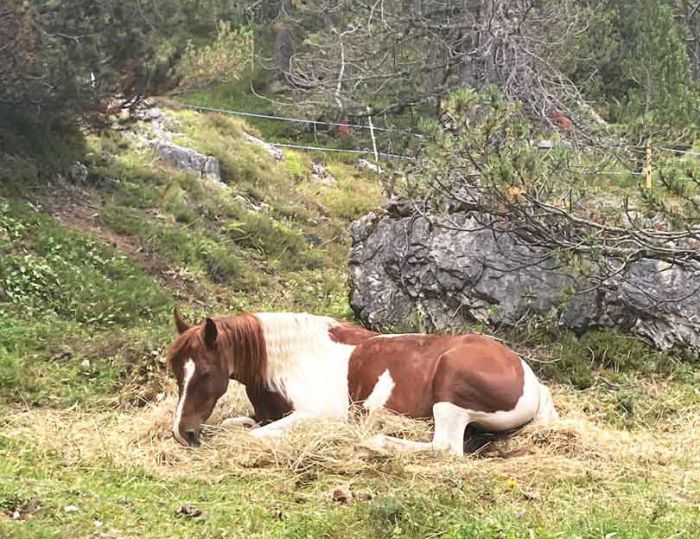 Riding vacation in the Münstertal Graubünden