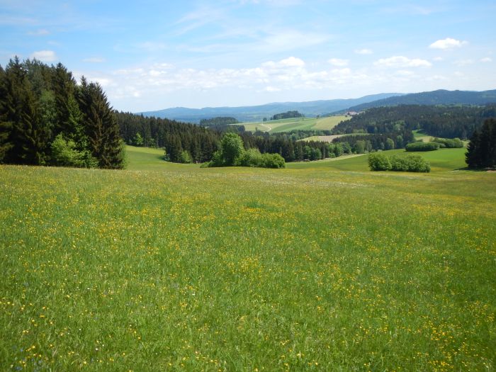 Riding Paradise in the Mühlviertel