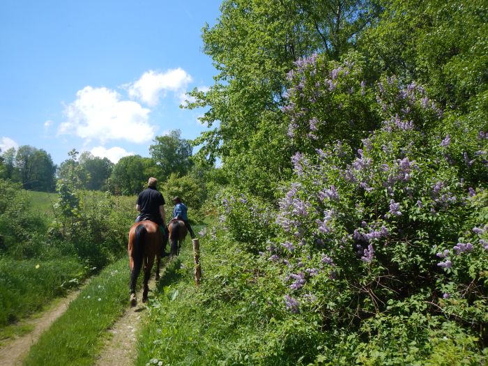 Riding Paradise in the Mühlviertel