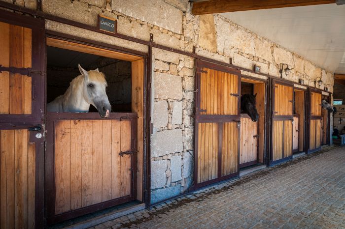 Dressage riding & winery at Serra da Estrela