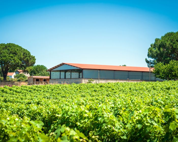 Dressage riding & winery at Serra da Estrela