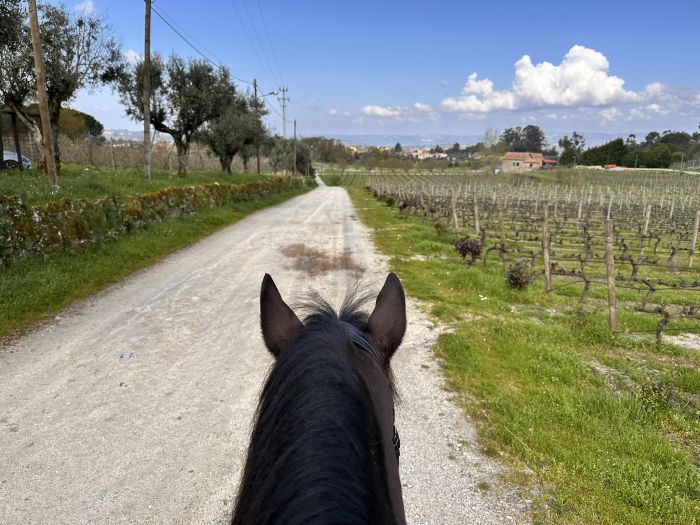 Dressage riding & winery at Serra da Estrela