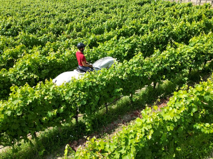 Dressage riding & winery at Serra da Estrela