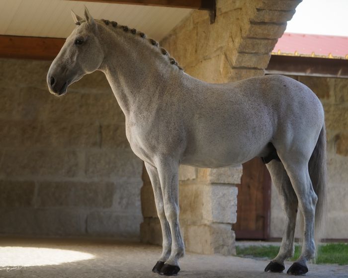 Dressage riding & winery at Serra da Estrela