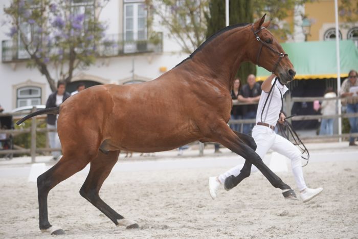 Dressage riding & winery at Serra da Estrela
