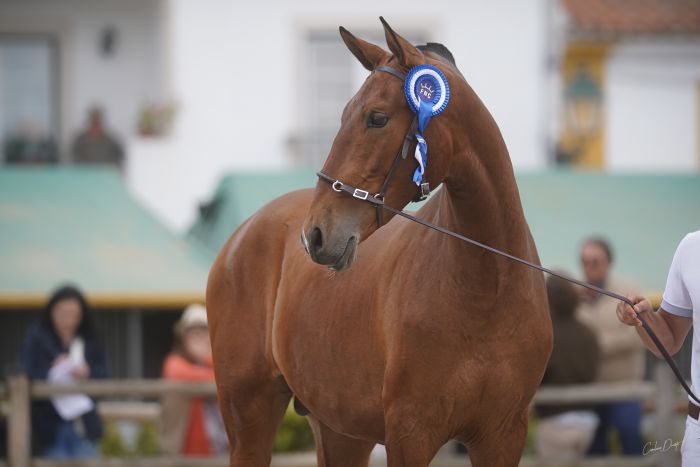 Dressage riding & winery at Serra da Estrela