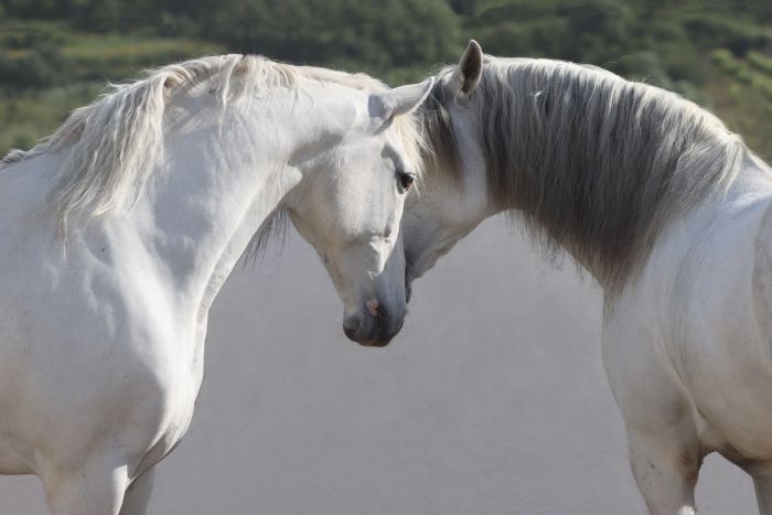 Dressage training with Lusitanos on Alcainca