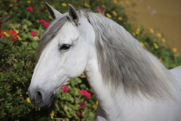 Dressage training with Lusitanos on Alcainca
