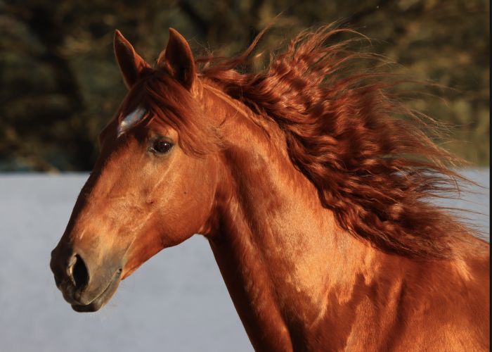 Dressage training with Lusitanos on Alcainca