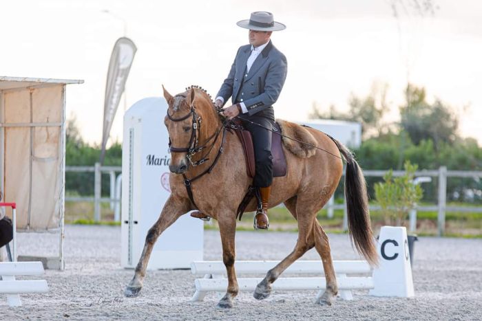 Dressage training with Lusitanos on Alcainca