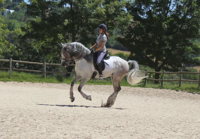 Dressage training with Lusitanos on Alcainca