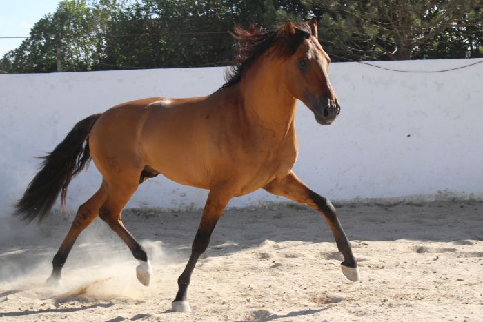 Dressage training with Lusitanos on Alcainca